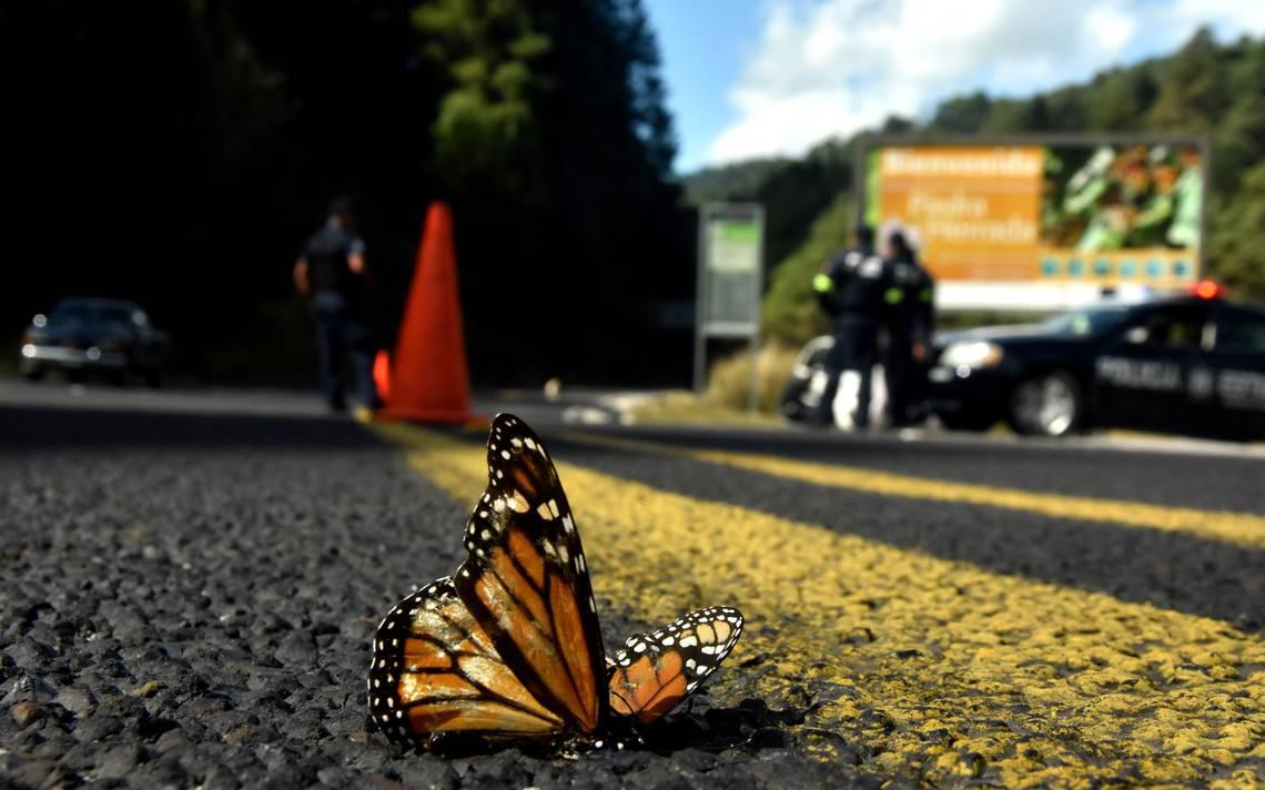 La autopista Saltillo-Monterrey es un riesgo para Mariposa Monarca. Noticias en tiempo real