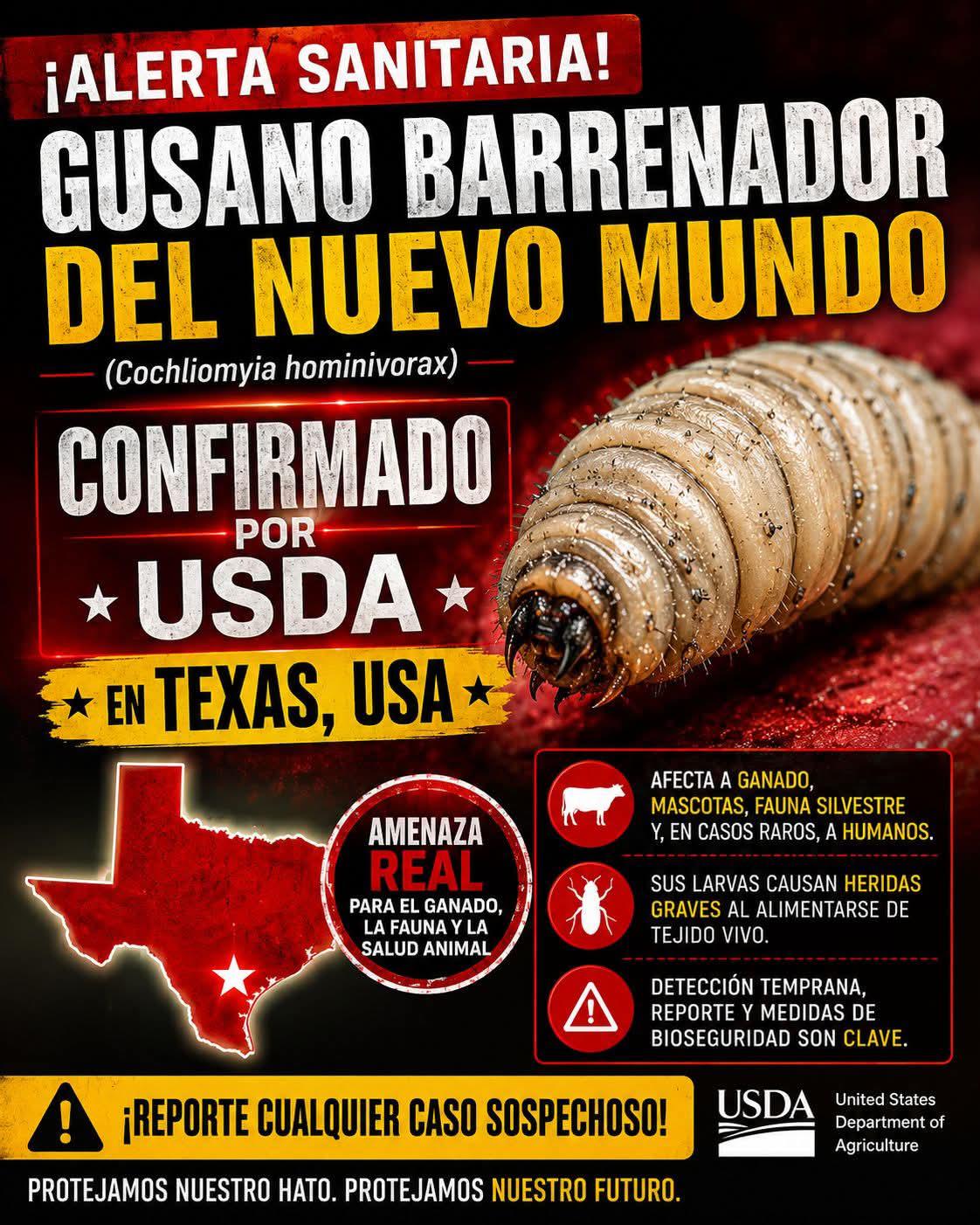 Detectan primer caso de gusano barrenador en Texas, cerca de Eagle Pass