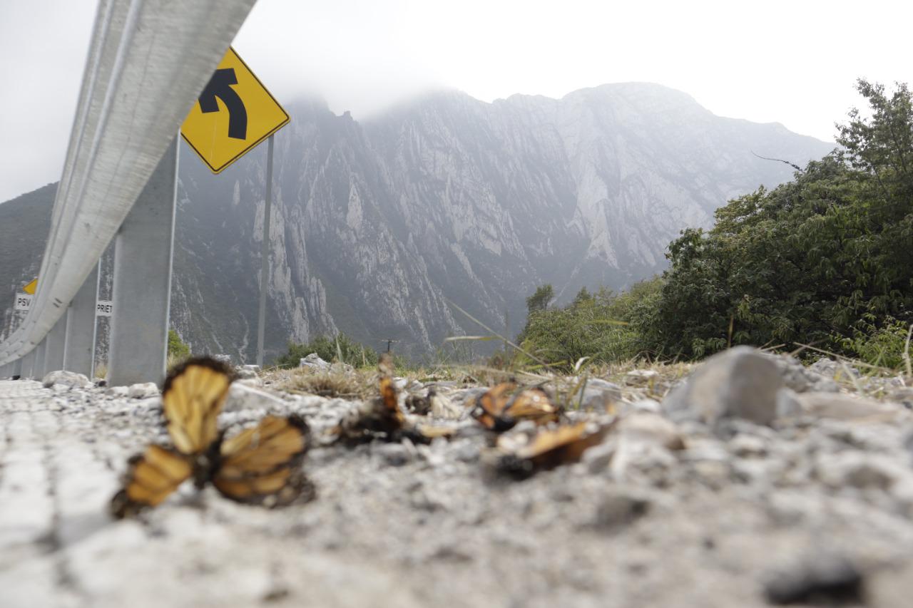 Fotografiando a las Monarcas, documenta catástrofe natural. Noticias en tiempo real