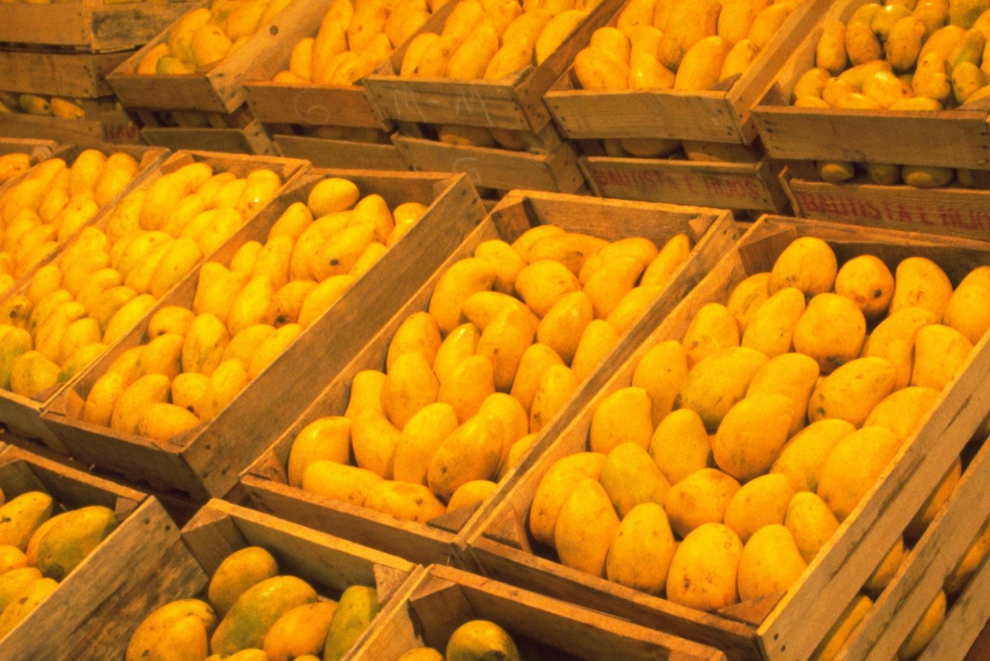 Amenaza mosca de la fruta la producción de mango en Oaxaca. Noticias en tiempo real