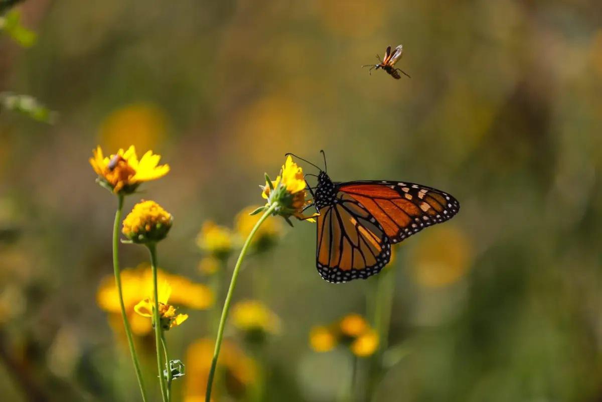  Acuña: alumnos participan en experiencia internacional sobre la conservación de la mariposa monarca . Noticias en tiempo real