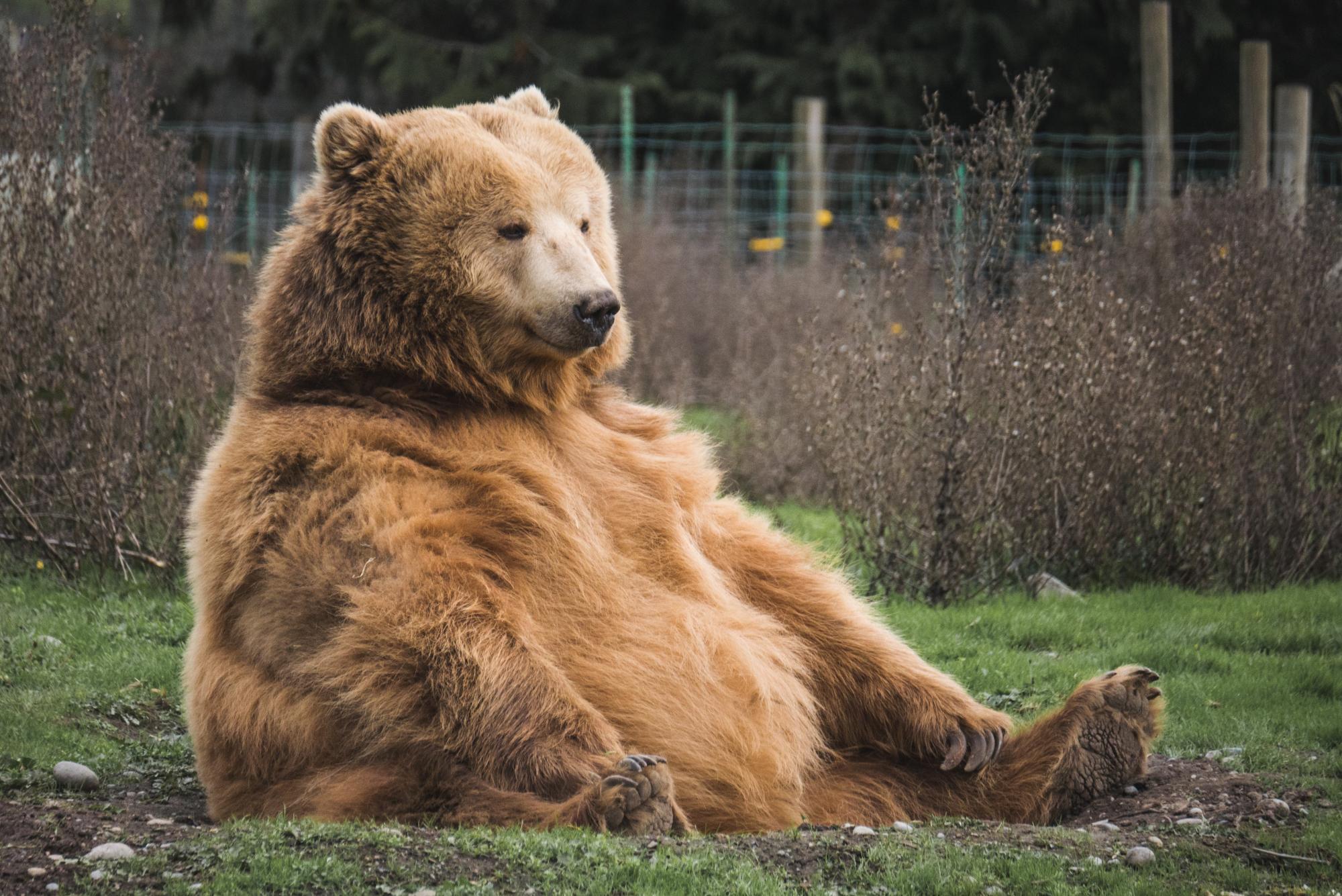 La hibernación funciona para los osos, pero ¿también podría funcionar para nosotros?. Noticias en tiempo real