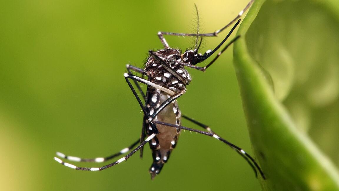 ¿Mosquitos en tu casa?... estas son las mejores plantas que los repelen y que encuentras en cualquier mercado de México