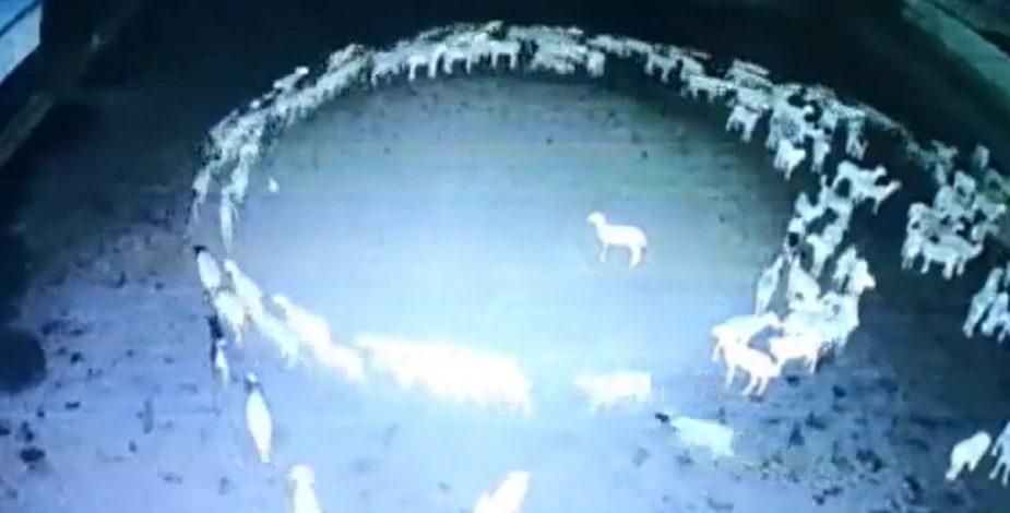 ¡Inexplicable!... ¿Por qué en los animales andan en círculo?, el misterioso comportamiento de caballos, peces y ovejas (videos). Noticias en tiempo real