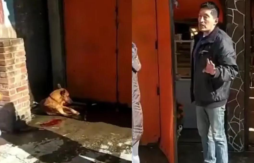 Matan a perro afuera de restaurante en la CDMX, en redes exigen justicia. Noticias en tiempo real