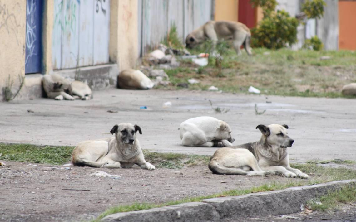 Alerta por riesgo de salud, hay en Coahuila 1.4 millones de perros callejeros. Noticias en tiempo real