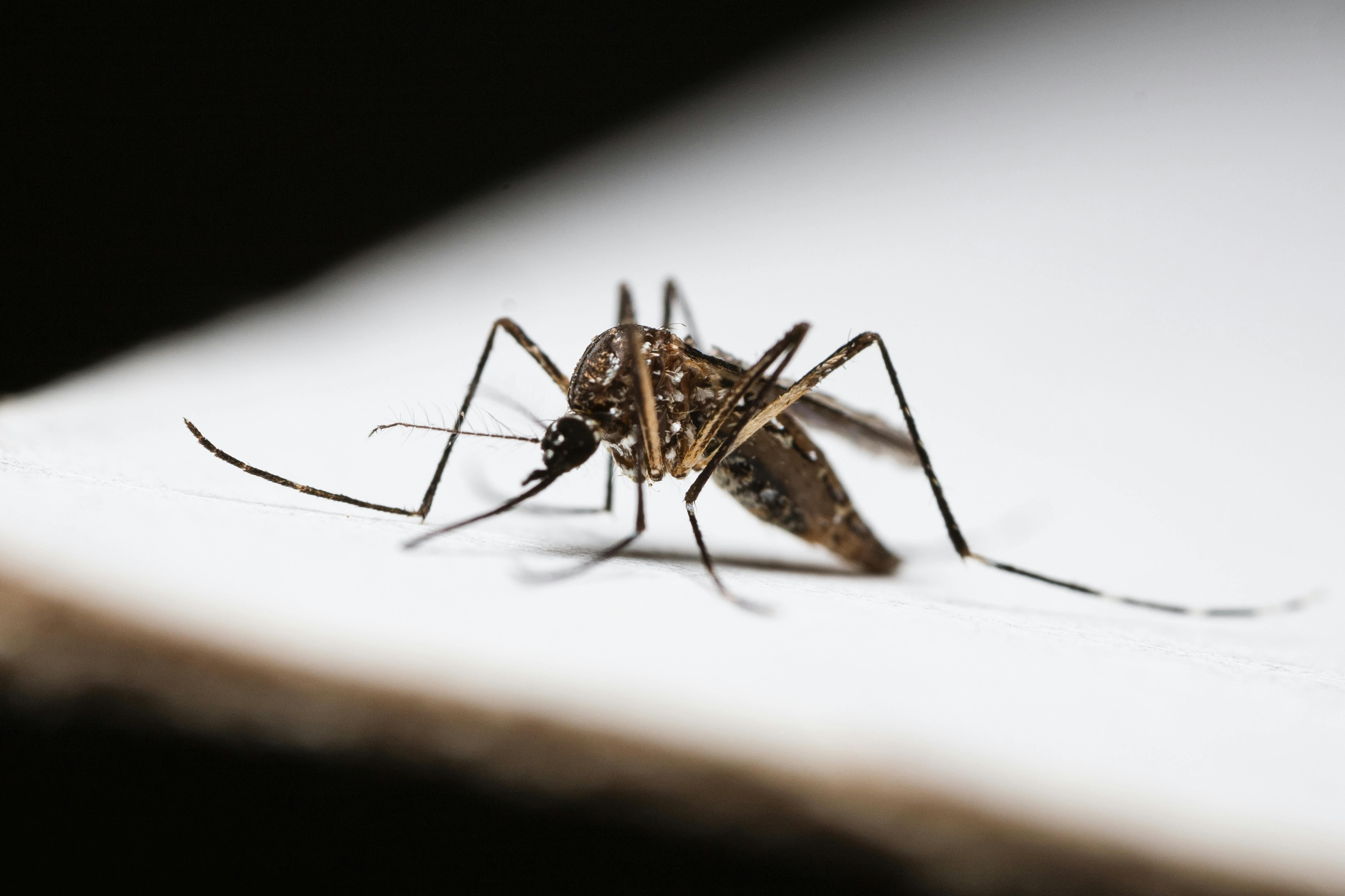 Dengue, chikungunya y zika: Cómo mantener tu hogar libre de los mosquitos
