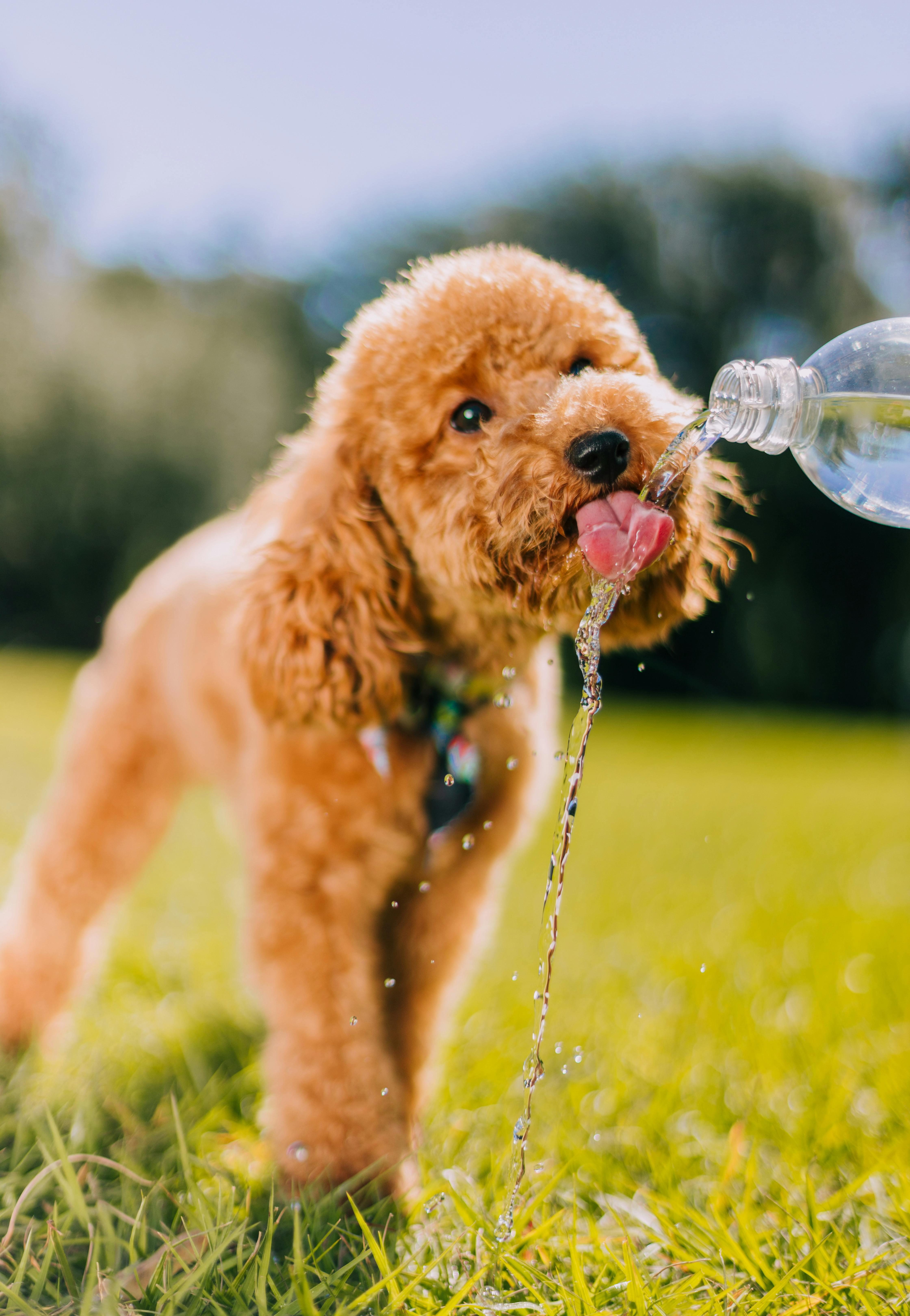 ¡Cuidado! Aprende a detectar un golpe de calor para cuidar de tus animales de compañía