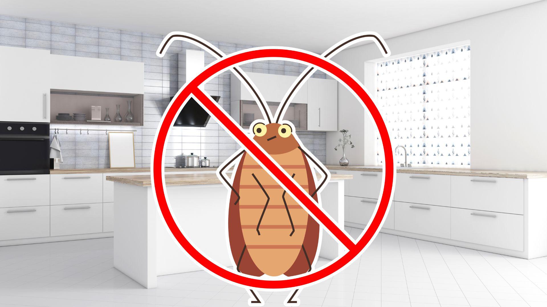 ¿Temporada de cucarachas? Consejos útiles para mantener tu hogar limpio y libre de plagas