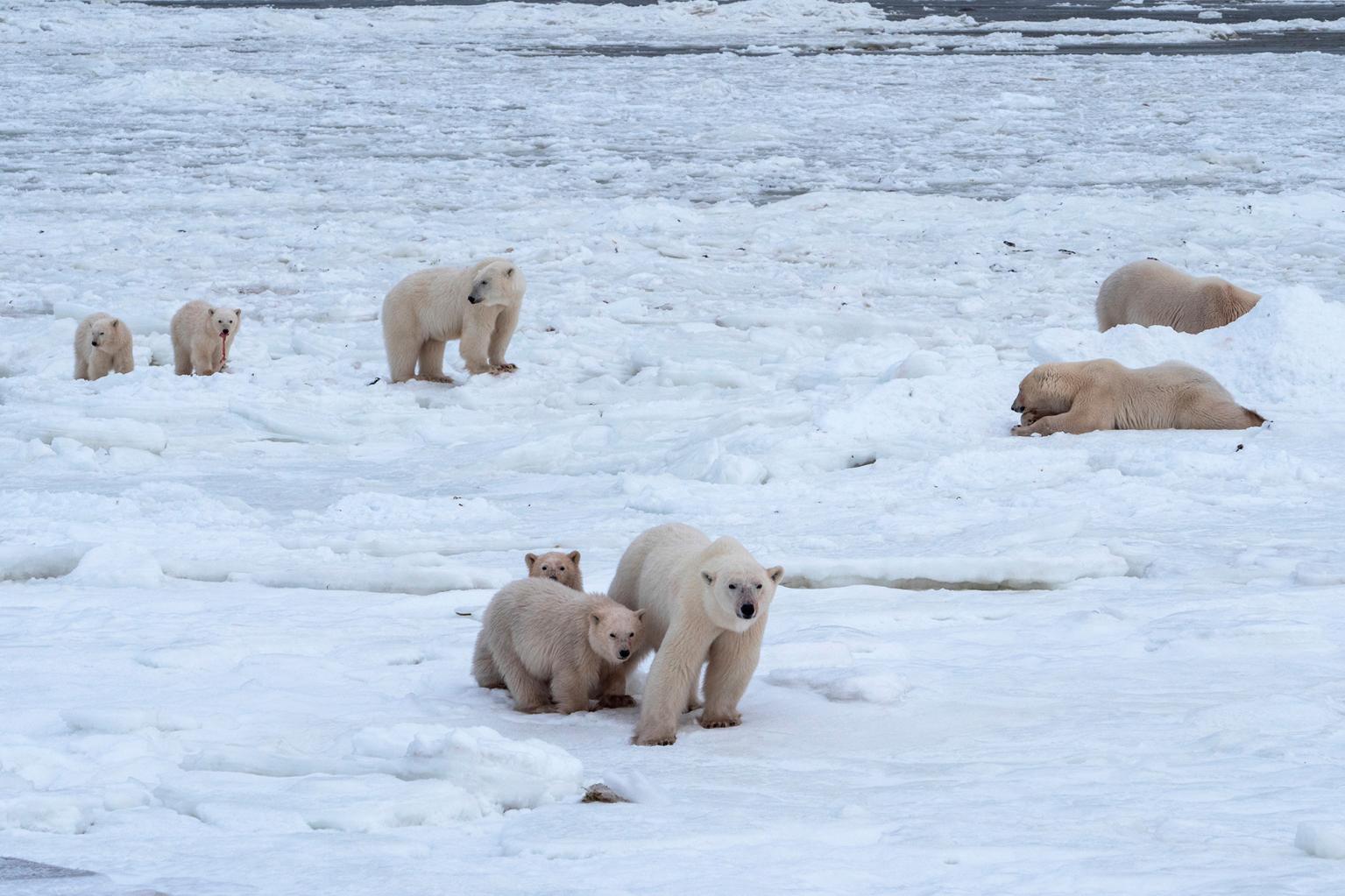 El Ártico que se derrite podría conducir a enormes riquezas, pero también a una guerra mundial. Noticias en tiempo real