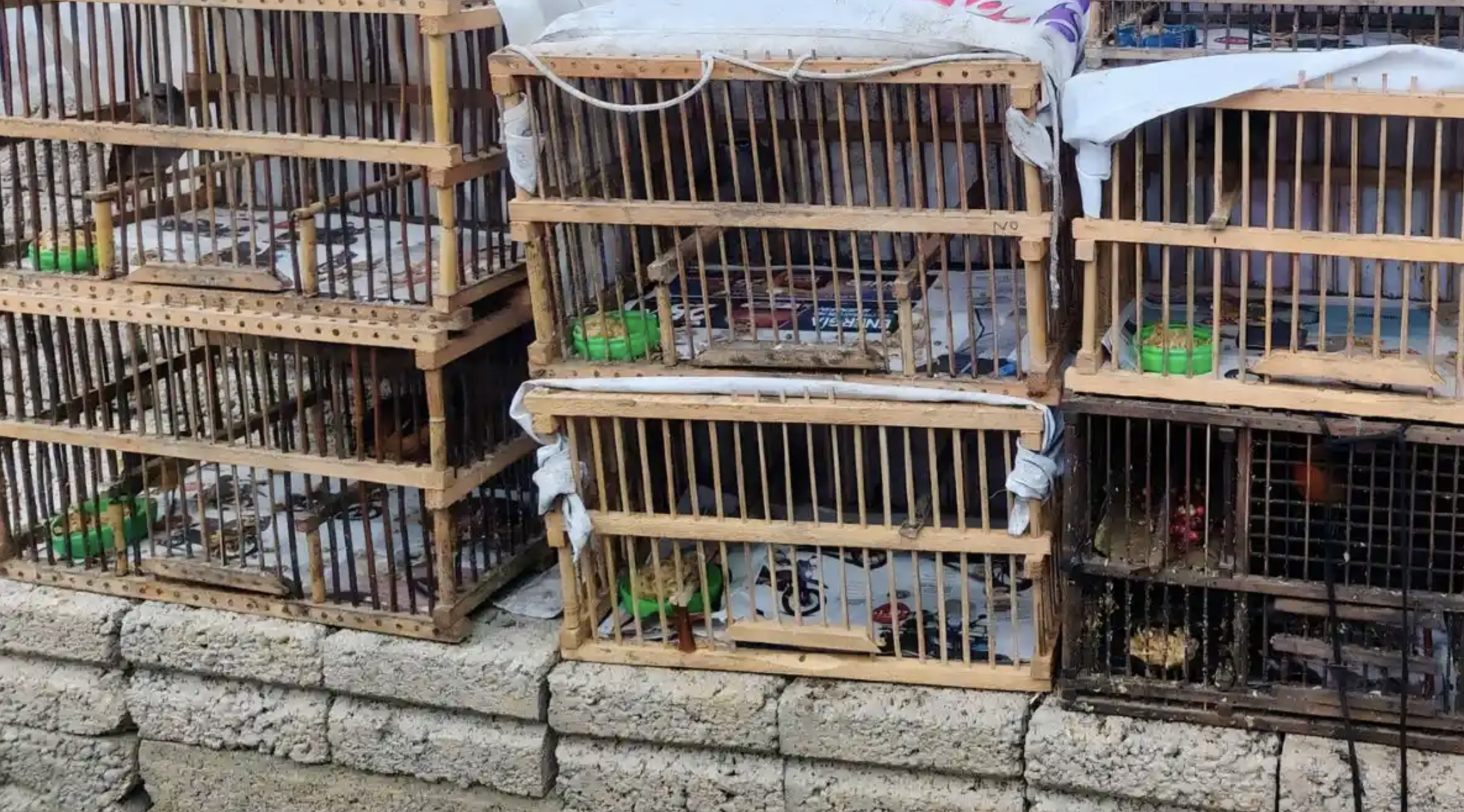 Operativo contra tráfico de fauna deja 11 ejemplares asegurados en Puebla