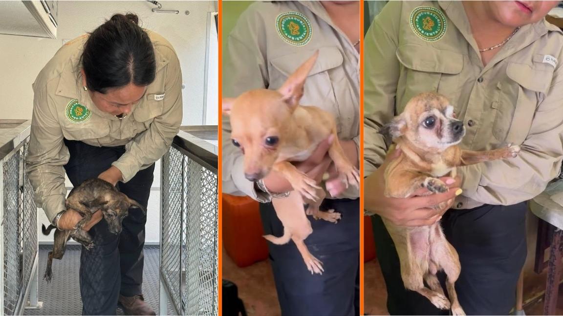 Rescatan en Nuevo León a 16 perros chihuahua que habitaban en condiciones insalubres