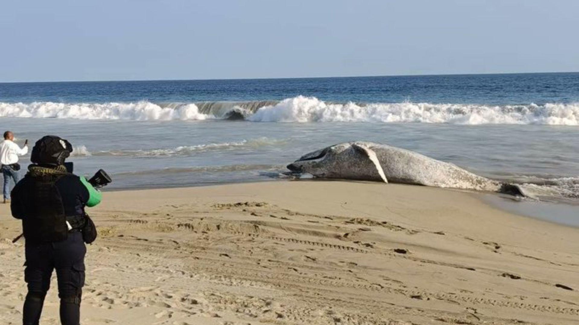 Hallan muerta a ballena jorobada en Coyuca de Benítez, Guerrero; quedó atrapada en redes de pesca. Noticias en tiempo real