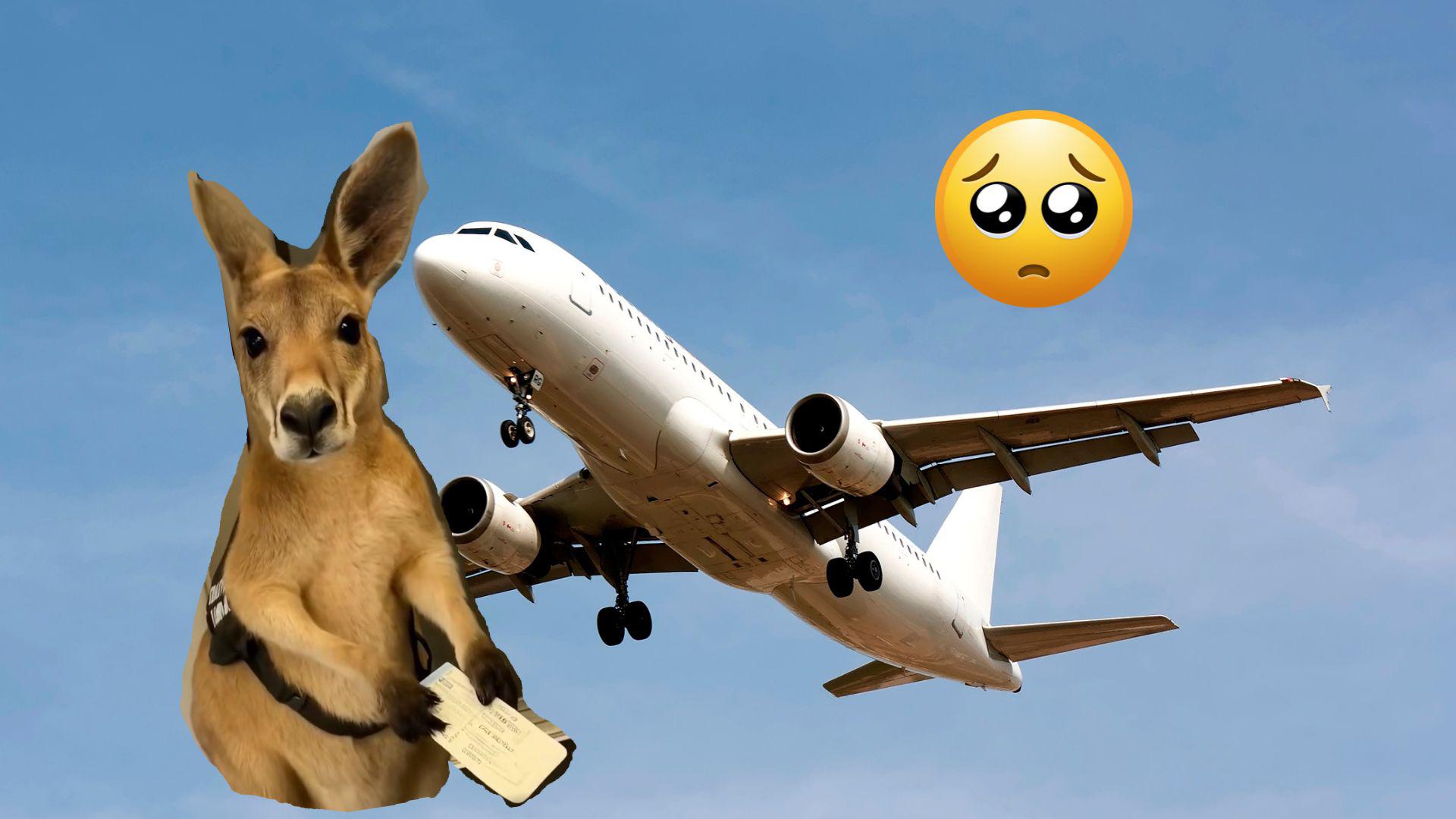 ¡Que triste! Tierno ‘cangurito’ se queda con boleto de avión ‘en mano’; video con IA se hace viral . Noticias en tiempo real