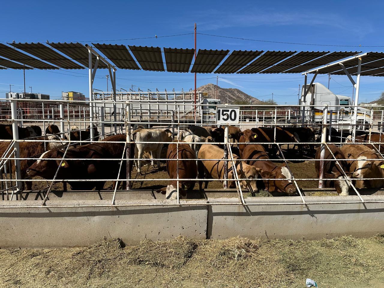 Cae 80 por ciento la producción ganadera en Coahuila