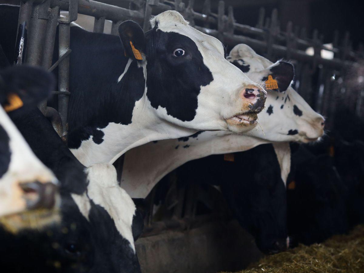 Se detectó virus de gripe aviar en leche de vacas infectadas en EU: OMS. Noticias en tiempo real