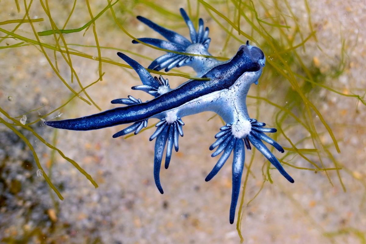 Dragón azul: El peligroso animal que asustó a turistas en playas durante Semana Santa... ¿Qué es?
