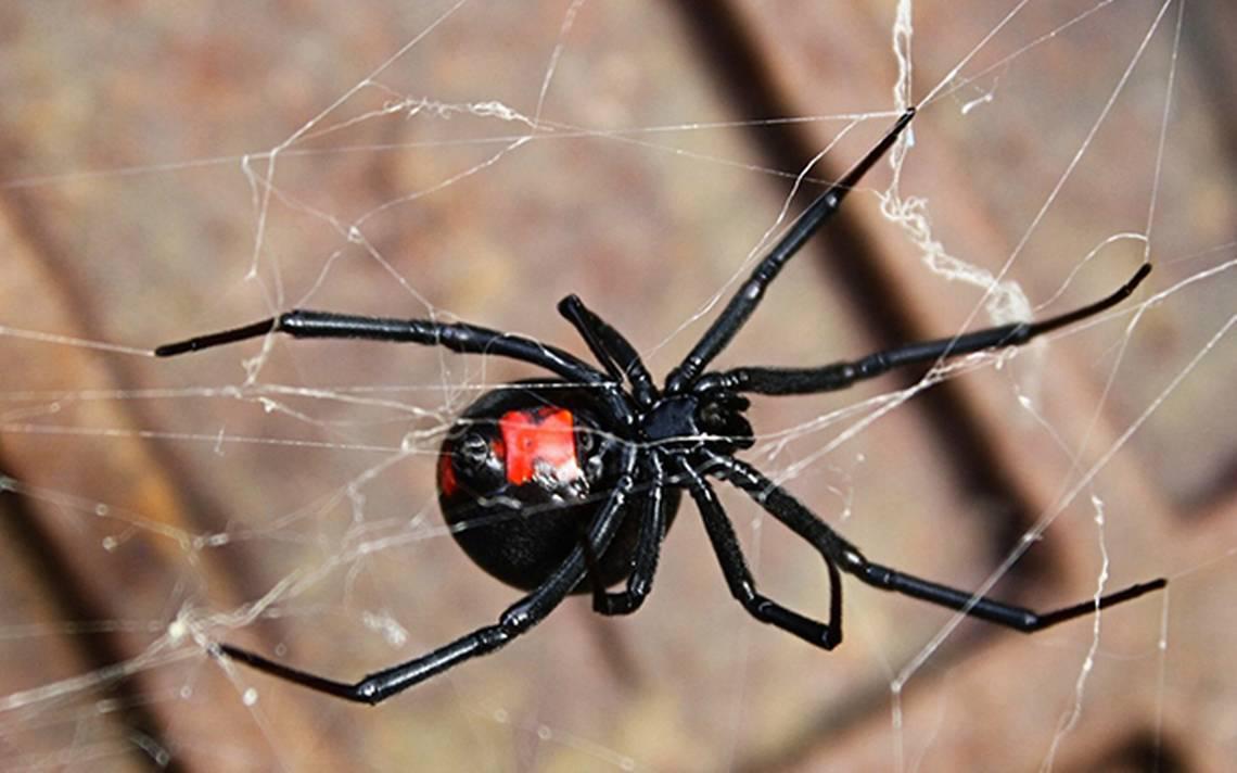 ¡Cuidado!... ¿Qué hago si esta peligrosa y venenosa Araña Viuda Negra aparece en mi casa?. Noticias en tiempo real