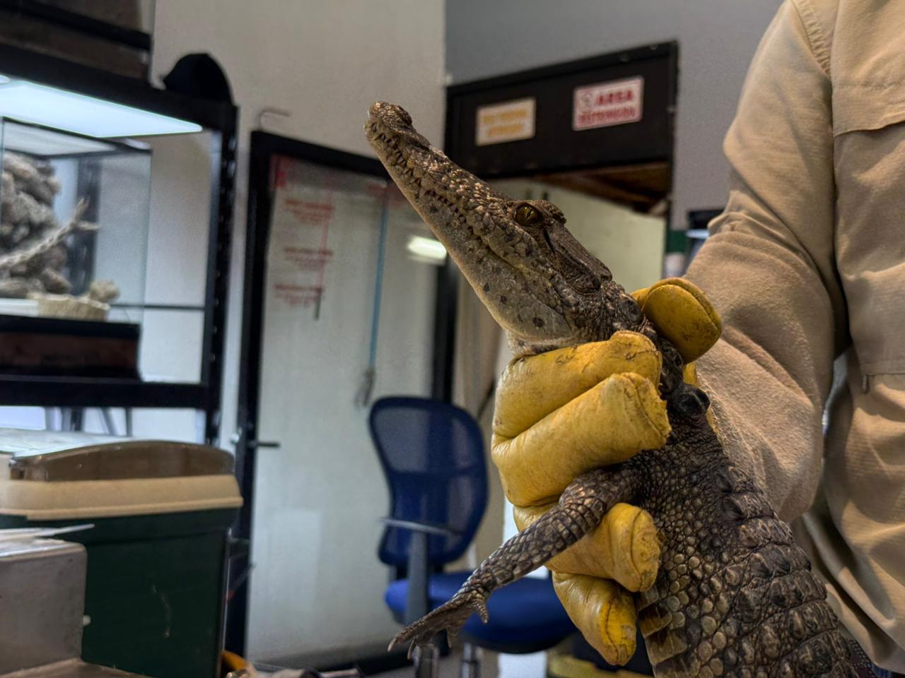 Evalúa Museo del Desierto resguardo permanente de cocodrilo rescatado en presa Palo Blanco de Ramos Arizpe