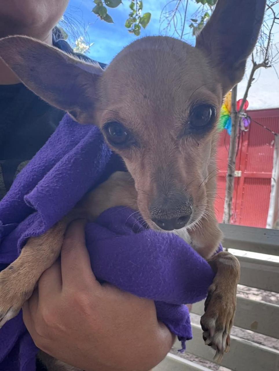 Mantiene Torreón jornada gratuita de vacunación antirrábica para mascotas