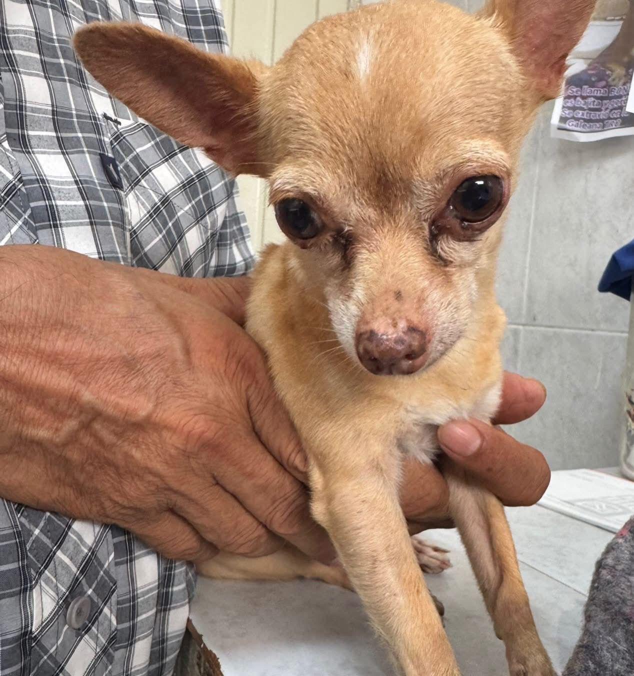 Fortalece Torreón atención veterinaria y rescate animal
