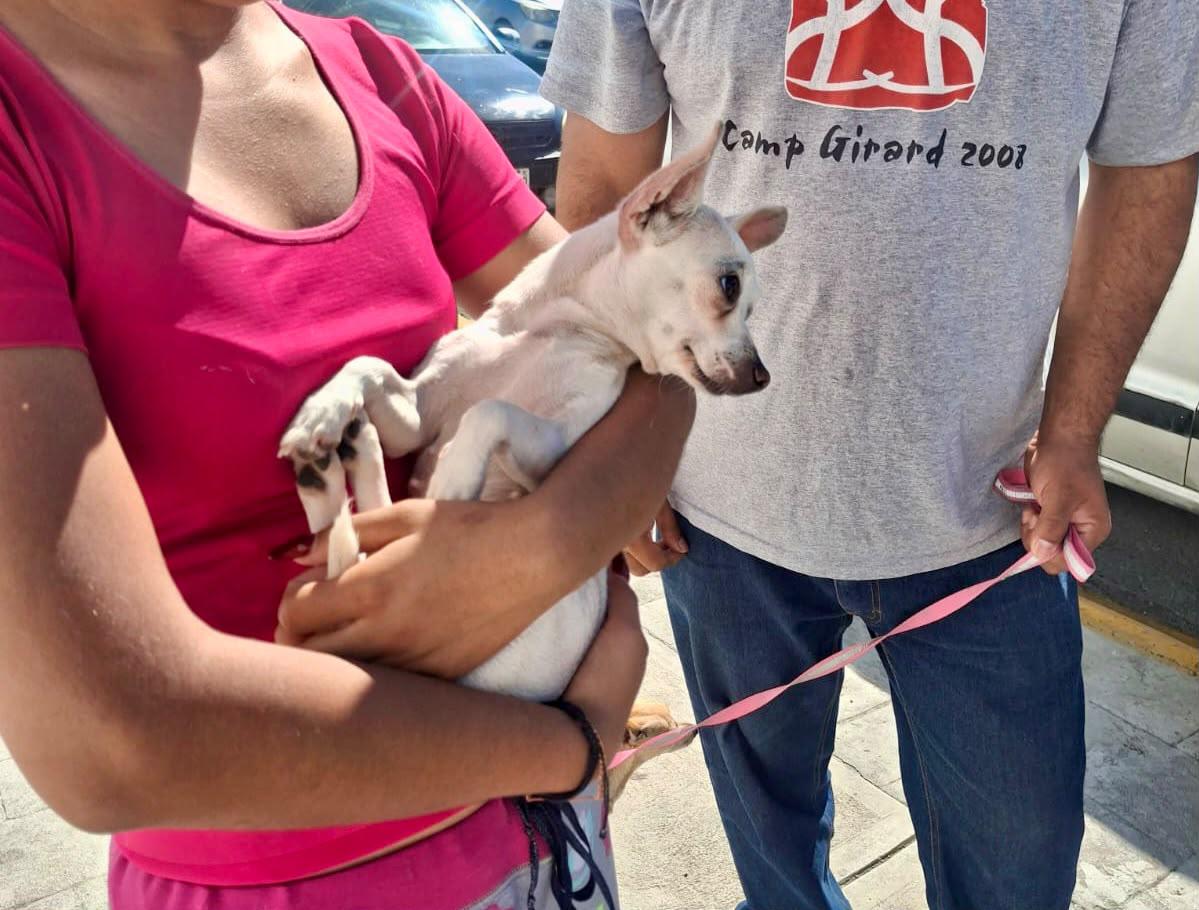 El 3 de junio, jornada gratuita de esterilización de mascotas en Ramos Arizpe