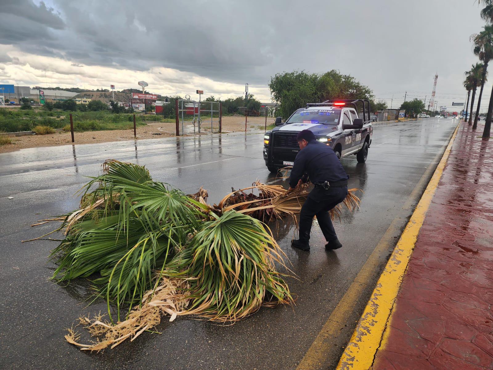Tormenta derriba árboles y deja daños en Acuña y Zaragoza