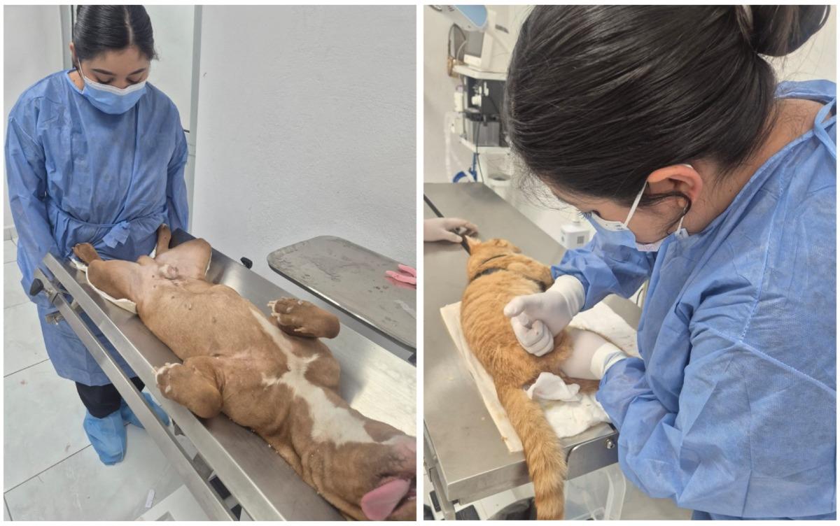 Continúan esterilizaciones gratuitas para perros y gatos en Monclova