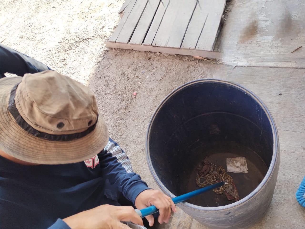Rescatan a víbora atrapada en tanque de 200 litros en Torreó